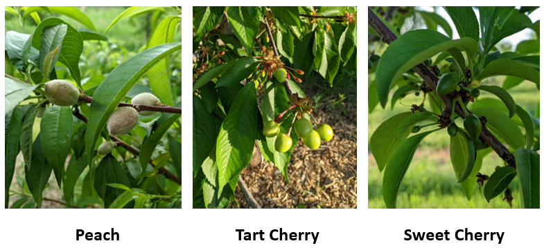 GR-202205030 phenology stone fruit